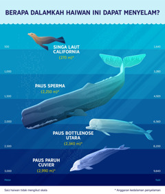 Carta menunjukkan anggaran kedalaman penyelaman empat mamalia laut. 1. Singa laut California: 270 meter. 2. Paus sperma: 2,250 meter. 3. Paus bottlenose utara: 2,340 meter. 4. Paus paruh Cuvier: 2,990 meter.