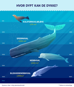 En oversikt som viser cirka hvor dypt fire sjøpattedyr kan dykke. 1. Kaliforniasjøløve: 270 meter. 2. Spermhval: 2250 meter. 3. Nebbhval: 2340 meter. 4. Blekhodenebbhval: 2990 meter.