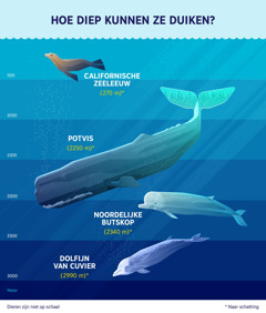 Een infographic met een schatting van de duikdiepte van vier zeezoogdieren. 1. Californische zeeleeuw: 270 meter. 2. Potvis: 2250 meter. 3. Noordelijke butskop: 2340 meter. 4. Dolfijn van Cuvier: 2990 meter.