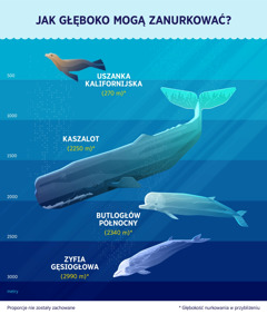 Infografika ukazująca przybliżoną głębokość nurkowania czterech ssaków morskich. 1. Uszanka kalifornijska: 270 metrów. 2. Kaszalot: 2250 metrów. 3. Butlogłów północny: 2340 metrów. 4. Zyfia gęsiogłowa: 2990 metrów.