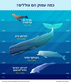 תרשים המציג את עומקי הצלילה המשוערים של ארבעה יונקים ימיים.‏ 1.‏ אריה ים קליפורני:‏ 270 מטר.‏ 2.‏ לווייתן זרע:‏ 250,‏2 מטר.‏ 3.‏ בקבוקף צפוני:‏ 340,‏2 מטר.‏ 4.‏ לווייתן זיפיוס חלול־חרטום:‏ 990,‏2 מטר.‏