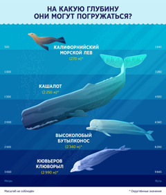 Инфографика, показывающая глубину, на которую могут нырять четыре морских млекопитающих: 1) калифорнийский морской лев — 270 метров; 2) кашалот — 2 250 метров; 3) высоколобый бутылконос — 2 340 метров; 4) кювьеров клюворыл — 2 990 метров.