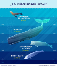 Un gráfico que muestra las profundidades aproximadas a las que se sumergen cuatro mamíferos marinos. 1. León marino de California: 270 metros. 2. Cachalote: 2.250 metros. 3. Zifio calderón del norte: 2.340 metros. 4. Zifio de Cuvier: 2.990 metros.