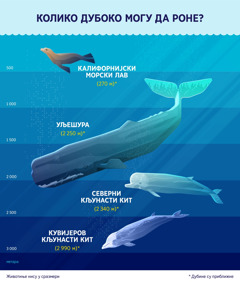 Графикон који приказује приближне дубине до којих роне четири морска сисара. 1. Калифорнијски морски лав: 270 метара. 2. Уљешура: 2 250 метара. 3. Северни кљунасти кит: 2 340 метара. 4. Кувијеров кљунасти кит: 2 990 метара.