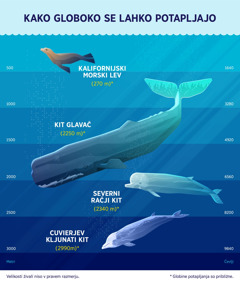 Grafični prikaz približne globine potapljanja štirih morskih sesalcev. 1. Kalifornijski morski lev: 270 metrov. 2. Kit glavač: 2250 metrov. 3. Severni račji kit: 2340 metrov. 4. Cuvierjev kljunati kit: 2990 metrov.