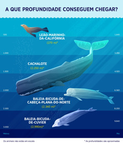 Um gráfico mostrando quatro mamíferos marinhos e aproximadamente até que profundidade eles conseguem mergulhar. 1. Leão-marinho-da-califórnia: 270 metros. 2. Cachalote: 2.250 metros. 3. Baleia-bicuda-de-cabeça-plana-do-norte: 2.340 metros. 4. Baleia-bicuda-de-cuvier: 2.990 metros.