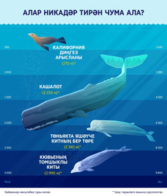 Рәсемдә дүрт диңгез имезүче һәм алар чума алган тирәнлек күрсәтелгән. 1. Калифорния диңгез арысланы: 270 метр. 2. Кашалот: 2 250 метр. 3. Төньякта яшәүче китның бер төре: 2 340 метр. 4. Кювьеның томшыклы киты: 2 990 метр.