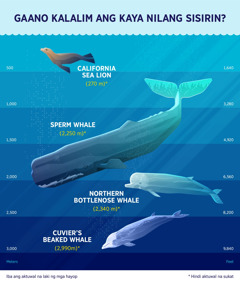 Infographic ng mga tinatayang lalim na kayang sisirin ng apat na marine mammal. 1. California sea lion: 270 meters. 2. Sperm whale: 2,250 meters. 3. Northern bottlenose whale: 2,340 meters. 4. Cuvier’s beaked whale: 2,990 meters.