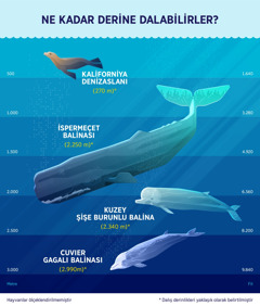 Dört deniz memelisinin yaklaşık olarak daldığı derinliği gösteren grafik. 1. Kaliforniya denizaslanı: 270 metre. 2. İspermeçet balinası: 2.250 metre. 3. Kuzey şişe burunlu balina: 2.340 metre. 4. Cuvier gagalı balinası: 2.990 metre.