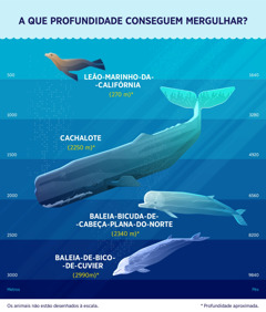Uma tabela que mostra a profundidade de mergulho aproximada de quatro mamíferos marinhos. 1. Leão-marinho-da-Califórnia: 270 metros. 2. Cachalote: 2250 metros. 3. Baleia-bicuda-de-cabeça-plana-do-norte: 2340 metros. 4. baleia-de-bico-de-cuvier: 2990 metros.