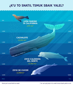 Jun slokʼol ti bu chakʼ ta ilel kʼu to snatil tsmuk sbaik yalel chankot mukʼta choyetik. 1. León marino ta California: 270 metro. 2. Cachalote: 2,250 metro. 3. Zifio calderón del norte: 2,340 metro. 4. Zifio de Cuvier: 2,990 metro.