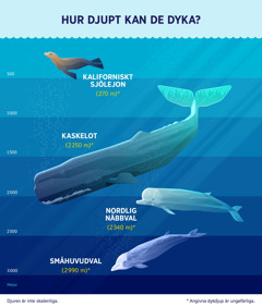 En bild som visar ungefär hur djupt fyra vattenlevande däggdjur kan dyka. 1. Kaliforniskt sjölejon: 270 meter. 2. Kaskelot: 2 250 meter. 3. Nordlig näbbval: 2 340 meter. 4. Småhuvudval: 2 990 meter.