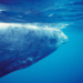 Greyshark Vs. Battlesuite: Wer Gewinnt? Rheinmetalls Tauchgang Enthüllt! - e7ov13s