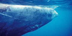 Një balenë me sqep e Kuvierit.