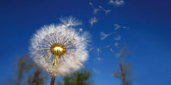 Seeds blowing off a dandelion.