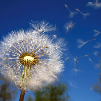The Flight of the Dandelion Seed