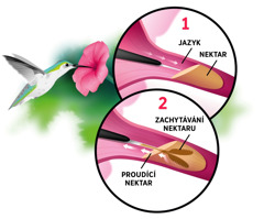 Koláž: Kolibřík pije nektar z květiny. Na vložených obrázcích je: 1. Vytažený jazýček před ponořením do nektaru. 2. Rozdvojený konec jazýčku, kterým kolibřík zachycuje nektar, a ten stoupá nahoru