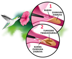 Mapikicha: Tsodzo iri kunwa zvimvura zveruva. Pikicha iri kuratidza: 1. Rurimi rwayo ruchipinda muzvimvura zveruva. 2. Rurimi rwayo runopatsanuka kuita zvikamu zviviri rwobva rwakasva zvimvura zvacho.