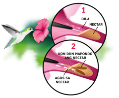 Collage: Hummingbird nga nagkuhag nectar sa bulak. Mga inset: 1. Ang dila niini natuslo sa nectar sa bulak. 2. Ang nagsanga nga dila niini nagpondo ug nagkuha sa nectar.