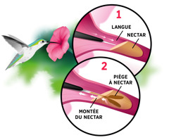 Collage : Un colibri boit le nectar d’une fleur. En médaillon : 1. Sa langue déployée entre dans le nectar de la fleur. 2. Sa langue, séparée en deux branches, piège le nectar et le fait remonter.