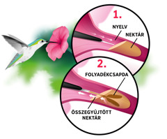 Képösszeállítás: Egy kolibri nektárt iszik egy virágból. Az 1. kinagyított képen beledugja a nyelvét a nektárba. A 2. kinagyított képen a különleges nyelvével, amely villaszerűen kettényílik, összegyűjti a nektárt.