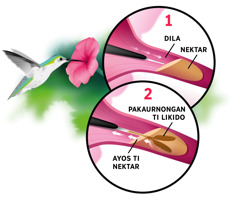 Collage: Ti hummingbird nga umin-inum iti nektar. Inset: 1. Ti dilana a gumawgaw-at iti nektar. 2. Ti naggudua a murdong ti dilana a nakaurnongan ti nektar.