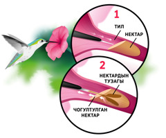 Курама сүрөт: Гүлдүн нектарын ичип жаткан колибри. 1. Колибри нектарга тилин сунуп жатат. 2. Анын тилинин учу экиге бөлүнүп, нектарды сузуп алып жатат.