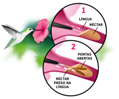 Conjunto de imagens: Um beija-flor bebe o néctar de uma flor. Imagens ampliadas: 1. O beija-flor está colocando a língua no néctar. 2. O néctar fica preso dentro da língua do beija-flor.