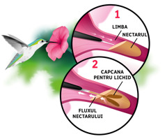 Colaj: o pasăre colibri bea nectarul unei flori; în medalion: 1. limba se lungește și intră în nectarul florii; 2. capetele limbii bifurcate rețin nectarul și îl trag în sus