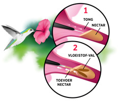 Collage: Een kolibrie drinkt nectar uit een bloem. Een afbeelding: 1. Zijn uitgestrekte tong bereikt de nectar in de bloem. 2. Met de twee puntjes van zijn tong likt hij de nectar op.