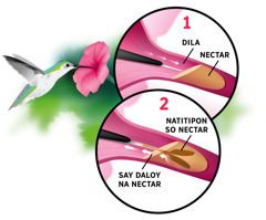 Hummingbird ya mangaalay nectar ed rosas. Nanengneng met ed unonan bilog ya: 1. Inloob toy dila to diad nectar na rosas. 2. Nankadua so nguro na dila to tan atipon so nectar ed pegley.