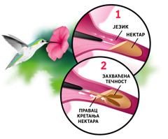 Колаж: Колибри пије нектар из цвета. Уметнута слика: 1. Испруженим језиком зарања у цветни нектар. 2. Рачвастим језиком колибри граби нектар и извлачи га.
