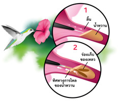 ชุด​รูปภาพ: นก​ฮัมมิงเบิร์ด​กิน​น้ำ​หวาน​จาก​ดอกไม้ ภาพ​ใน​วงกลม: 1. ลิ้น​ยืด​ออกเพื่อ​กิน​น้ำ​หวาน​จาก​ดอก​ไม้ 2. ปลาย​ลิ้น​ที่​เป็น​สอง​แฉก​จะ​แผ่​ออก​ตอน​ที่​จุ่ม​ใน​น้ำ​หวาน​และ​เก็บน้ำหวาน​ขึ้น​มา