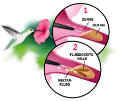 Collage: Ein Kolibri nimmt durch seine ausgestreckte Zunge den Nektar einer Blume auf. Eingefügte Bilder: 1. Seine ausgestreckte Zunge taucht in den Nektar einer Blume ein. 2. Die zwei Spitzen seiner gespaltenen Zunge schließen den Nektar ein und leiten ihn weiter.