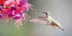 Um beija-flor estica a língua para beber o néctar de uma flor.