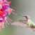 Un colibrí sacando la lengua para tomar néctar de una flor.
