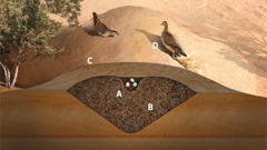 Diagram of two malleefowls and a cross section of their nest. A. Three eggs in the egg chamber. B. Compost surrounding the egg chamber. C. Layer of insulating soil above the egg chamber. D. The male malleefowl covers the nest by shoveling soil, using his claws while the female malleefowl looks on.
