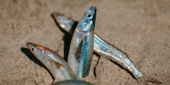 三條滑皮銀漢魚在沙灘上産卵。