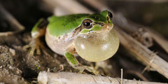 A Japanese tree frog with its vocal sac inflated.