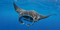 A manta ray swimming with its mouth wide open.