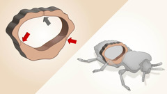 コブゴミムシダマシのイラスト。外骨格の断面図には，背側と腹側の接合部，また中央の接ぎ目がかみ合っている部分が描かれている。
