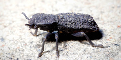 A diabolical ironclad beetle.
