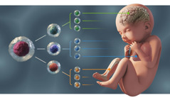 Um diagrama mostrando uma célula se multiplicando em três tipos de células. Essas células vão formar o cérebro, os pulmões, os ossos e outras partes do corpo.