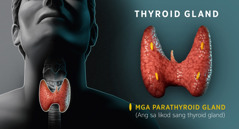 Mga piktyur: Diagram nga nagapakita sang thyroid gland. 1. Ang hitsura sang thyroid sa liog kon nagaatubang. 2. Ang hitsura sang thyroid sa likod diin makita ang mga parathyroid gland.