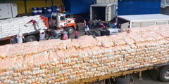 Bratři a sestry vykládají dodávky potravin z nákladních aut